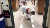 Dressed To the Canines! Check Out This PPE-Wearing Pup as He Helps His Neuroscientist Owner!