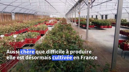 Sur les traces de la première truffe blanche cultivée en France