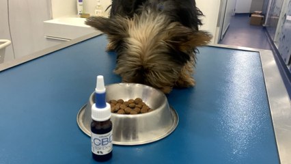 Faut-il donner du CBD à son chien ? On a testé
