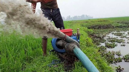 বাঘদাইরের হাওরে যেভাবে আমরা খাইঞ্জা শুকিয়ে মাছ ধরলাম - how to fishing in bagdhair haor - Mini 2 Footage