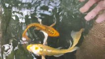 KOI SLAYER FISH, KOI KUMPAY, BUTTERFLY KOI KIN MATSUBA - Beautiful and Attractive