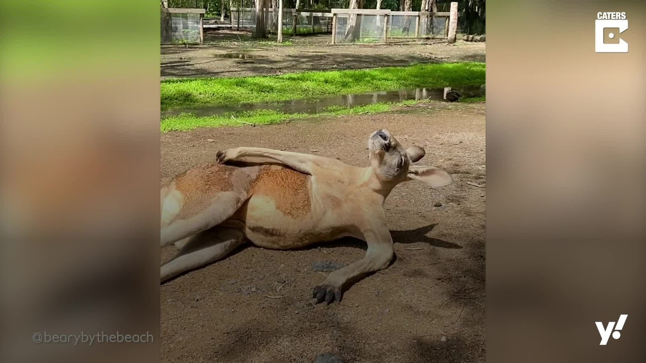 Känguru kratzt sich in der Sonne
