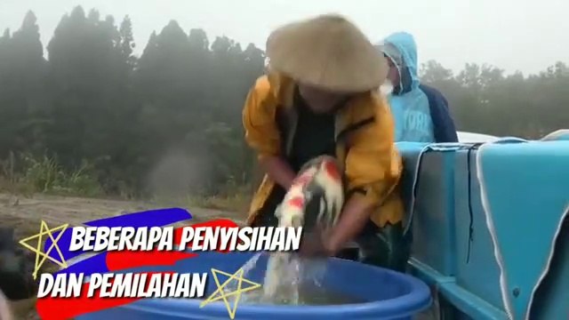 Japanese koi fish harvest _ Koi fish in Japan