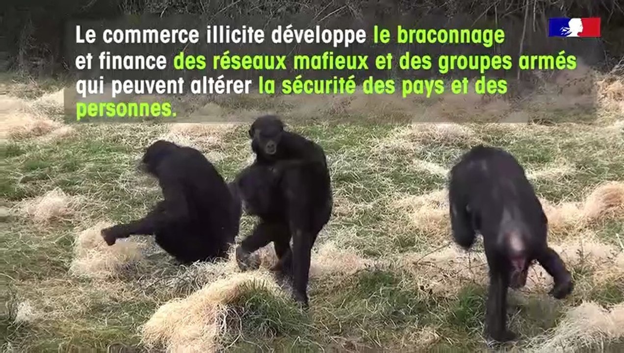 Une biodiversité exotique
