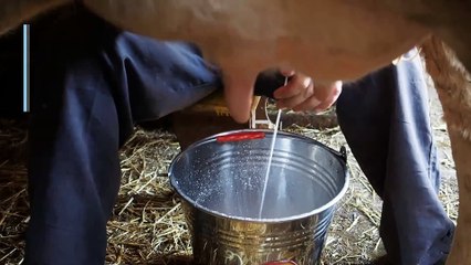 8 Health Benefits of Macadamia Milk