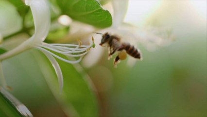 All About Winter Honeysuckle, One of the South's First Signs of Spring