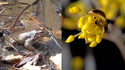 [날씨] 포근한 경칩...남산, 개구리 깨어나고 봄꽃 피고 / YTN