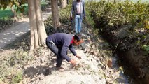 राजकीय कृषि फार्म जमुनाबाद में नाले के किनारे लगे सागौन के पेड़ों को प्रबंधक ने बिना परमीशन कटवाया