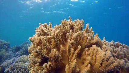 UNDER THE SEA