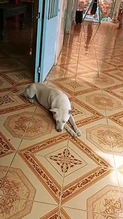 the dog at home protects everything in the house