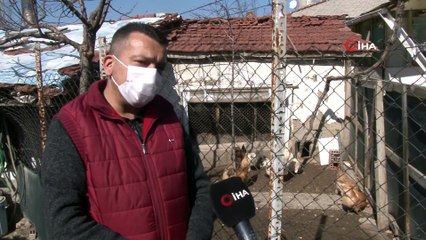 Şaşkınlık Uyandıran Mavi ve Yeşil Renkli Yumurtalar
