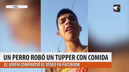 Un perro le robó el tupper con comida y se hizo viral