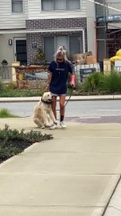Golden Retriever Has Decided the Walk is Over