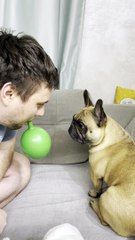 French Bulldog Loves Playing with Balloon