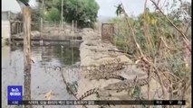 [이 시각 세계] 남아공서 사육 악어들 농장 탈출 비상