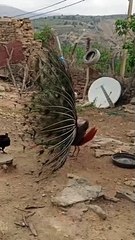 الطاووس .paon