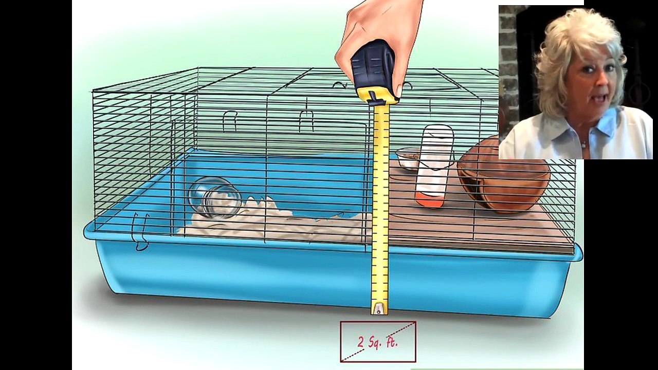 Set Up a Hamster Cage
