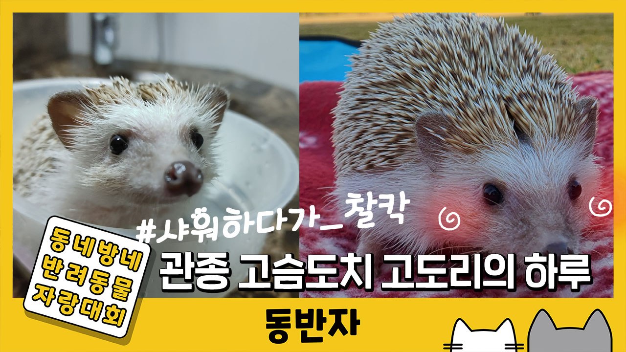 [동반자] ★관종★ 고슴도치의 하루 #고도리스타그램 / YTN