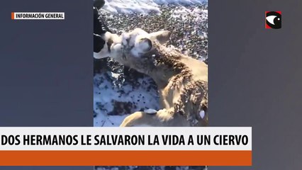 Dos hermanos le salvaron la vida a un ciervo que tenía la cara congelada
