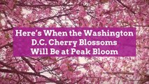 Here's When the Washington D.C. Cherry Blossoms Will Be at Peak Bloom