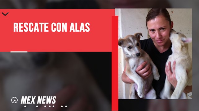 CONOCE LA HISTORIA DE ELENA CHÁVEZ, UNA RESCATISTA QUE HA CAMBIADO LA VIDA DE DECENAS DE ANIMALES ABANDONADOS