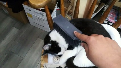 Challenge - Make The Most Beautiful Cat In The World Feel Good - 4