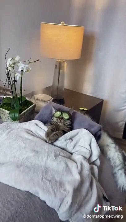 ¡Insólito! Gato intenta morder a su dueña por interrumpir su sesión de "spa"