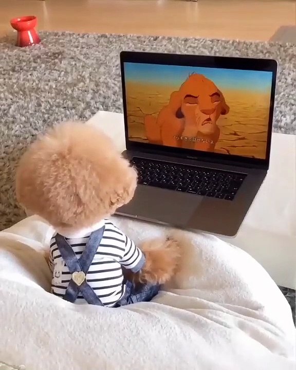 cutie
