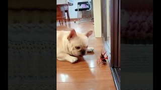 Videos De Risa (2021) - Animales Graciosos  Momentos Divertidos De Gatos y Perros Chistosos 1_1080p