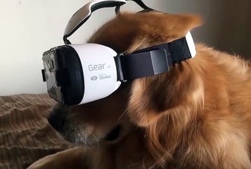 Sanal gerçeklik gözlüğü takılan köpek şaşkına döndü