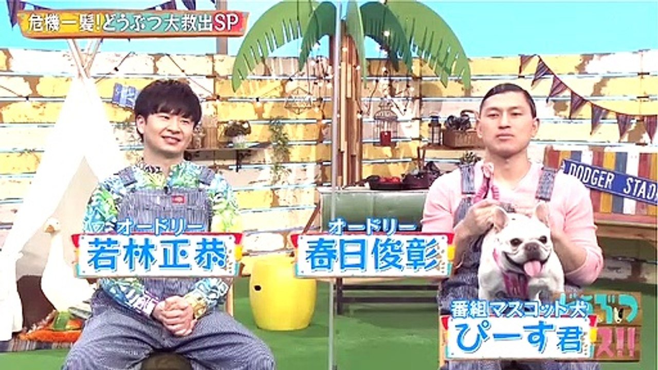 バラエティ 無料視聴 - バラエティー無料視聴   どうぶつピース！！ 動画　2021年3月4日
