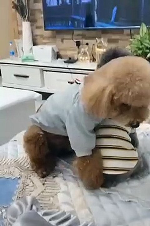 lovely dogs