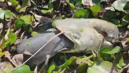 Unbelievable Monster Hunting Catfish Best Fish Survival VideoMonster Vs CatfishHorrible Situation | CreativeVilla.