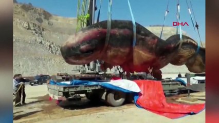 Tam 18 metrelik dev kıyıya vurdu