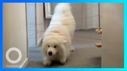 最萌特務 薩摩耶挑障障礙物