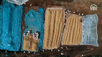 Yer fıstığı üretimi artıyor