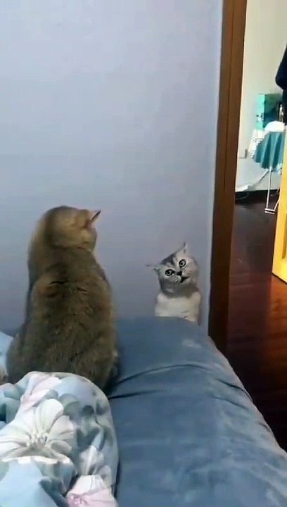 talking cats