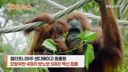 [30초뉴스] 오랑우탄도 백신 맞았다…영장류 첫 접종
