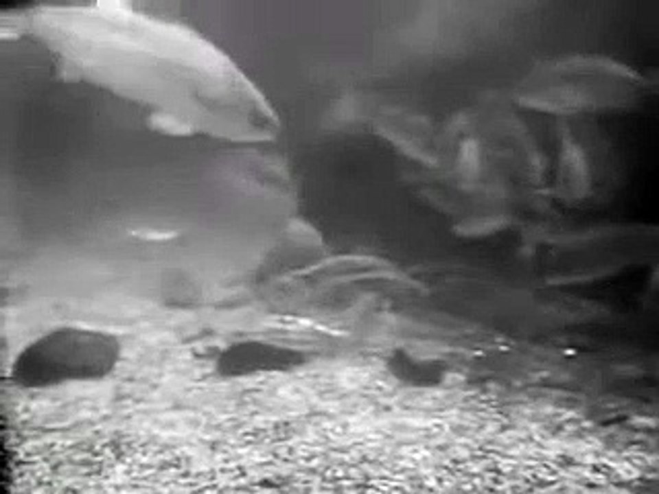 Sea Hunt 1x06 Female Of The Species