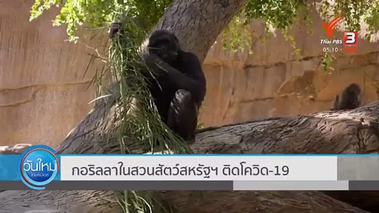 กอริลลาในสวนสัตว์สหรัฐฯ ติด COVID-19