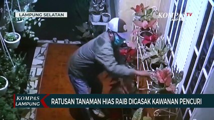 Ratusan Tanaman Hias Raib Digasak Pencuri