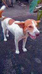 playing with our dog