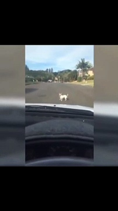 Funny Cute Dog
