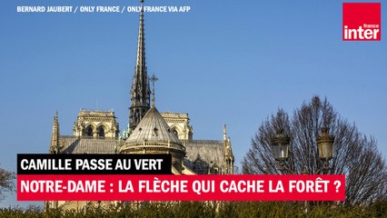 Notre-Dame : la flèche qui cache la forêt - Camille passe au vert