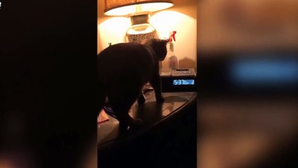 Funny Cute Cat