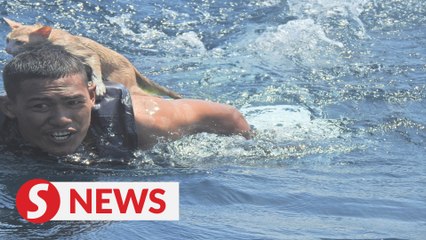 Purrfect rescue: Thai navy saves stranded cats from sinking ship