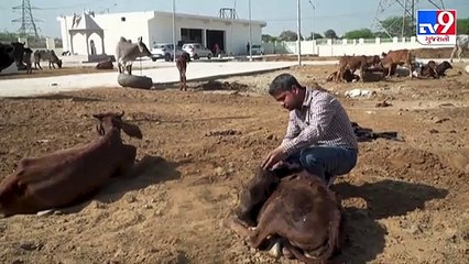 ગાયના પેટમાંથી 71 કિલો પ્લાસ્ટિક, નખ અને ખિલ્લીઓ નિકળી _Tv9gujaratinews