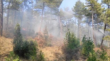 Son dakika haberi! Domaniç ilçesinde çıkan orman yangınına müdahale ediliyor