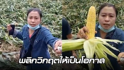 หญิงแกร่งไลฟ์ขายข้าวโพด กก. ละ 4 บาท ขอค่าปุ๋ยคืน หลังเจอพายุลูกเห็บถล่มไร่พัง