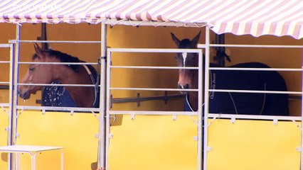 Un brote de herpes equino obliga a cancelar varios eventos en toda Europa